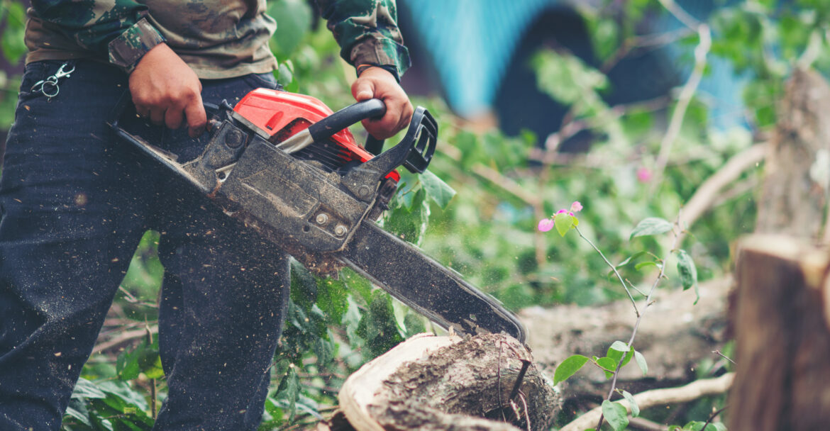 Tree Services and Maintaining
