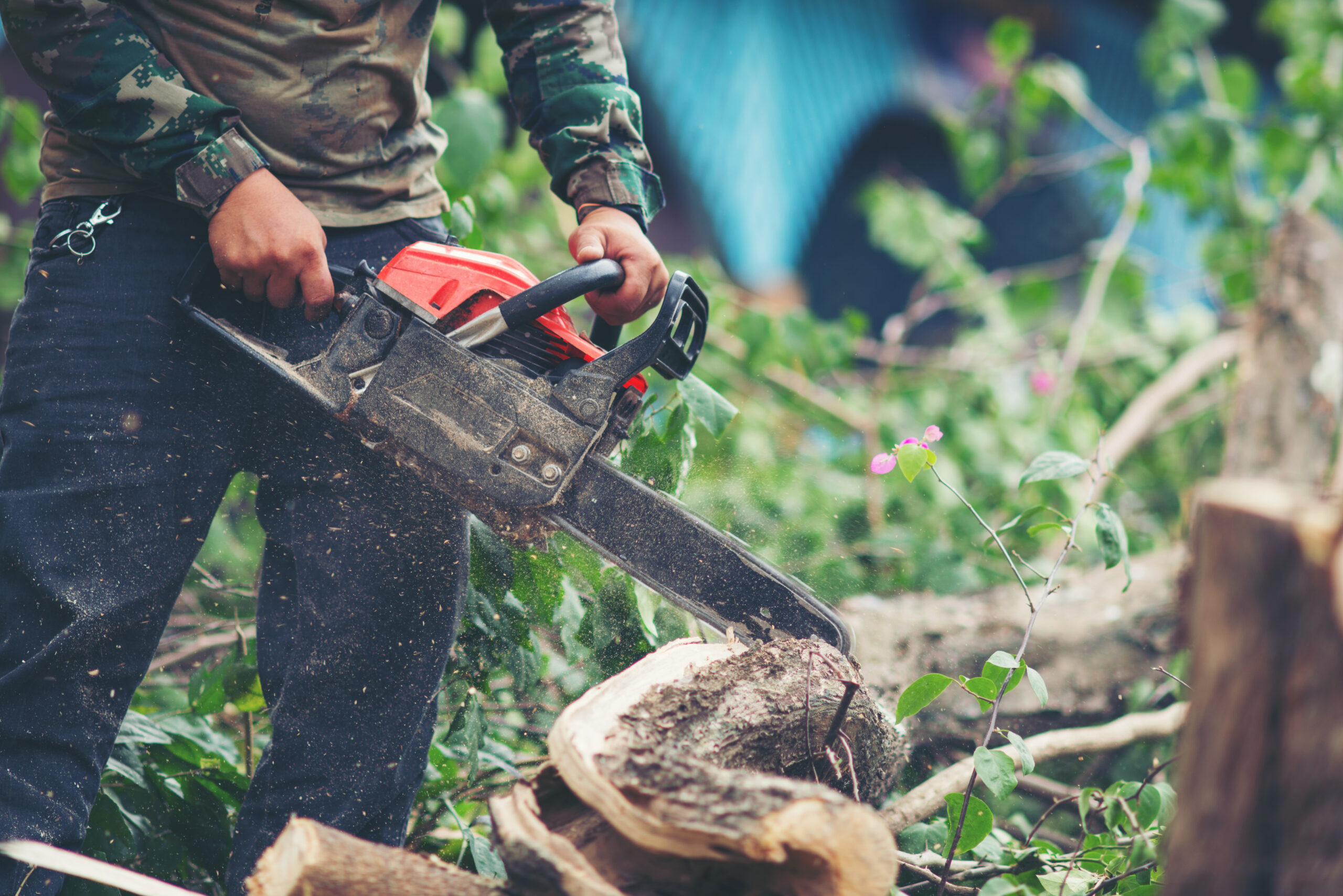 Tree Services and Maintaining