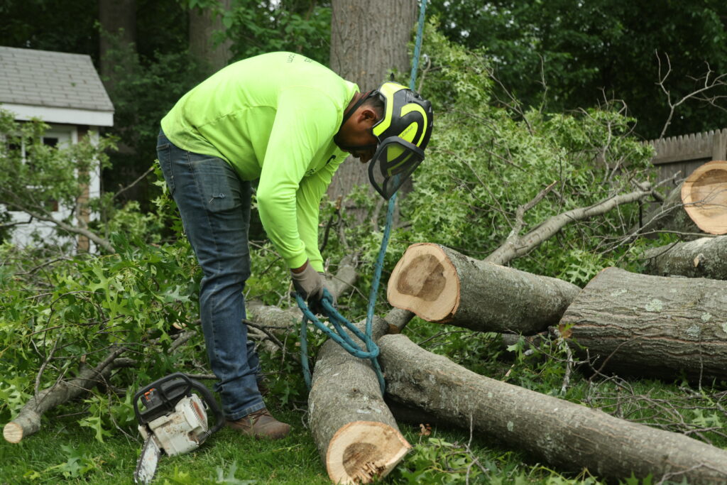 Tree Removal Services