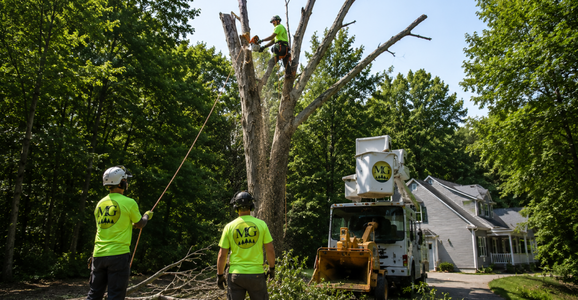 Neighbor's Dead Tree in Connecticut